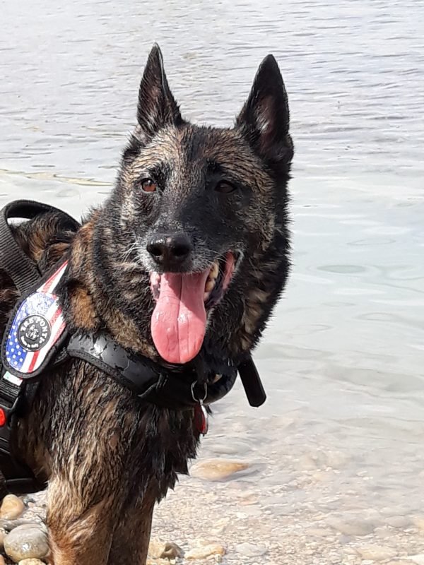 kristell éducatrice canine