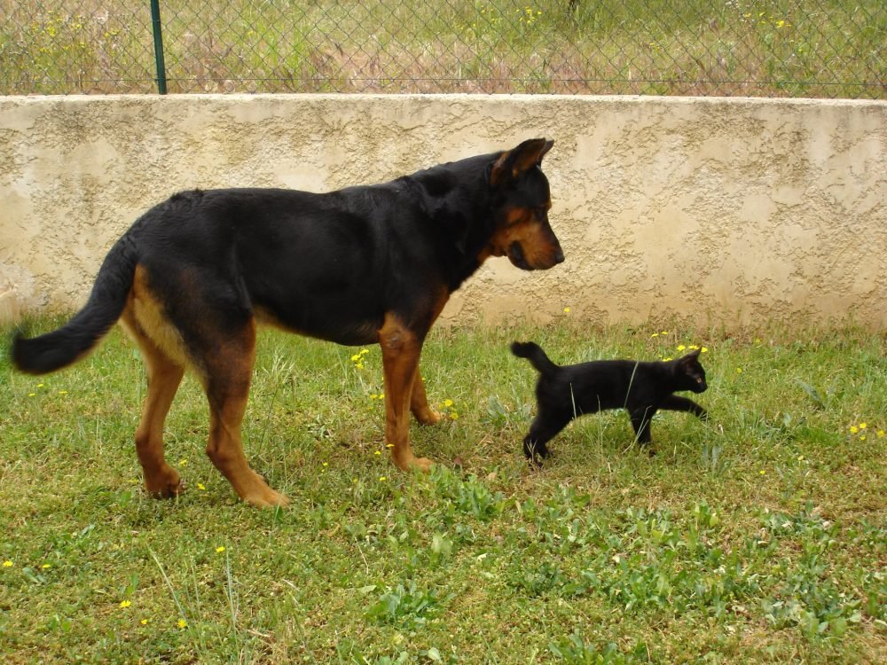 kristell éducatrice canine