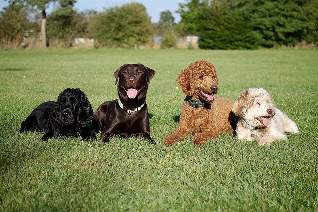 cours collectifs d'éducation canine six fours