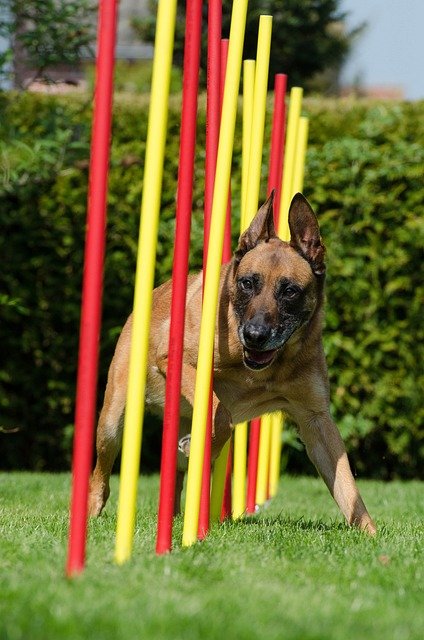 initiation agility six fours la seyne sur mer toulon sanary ollioules le beausset