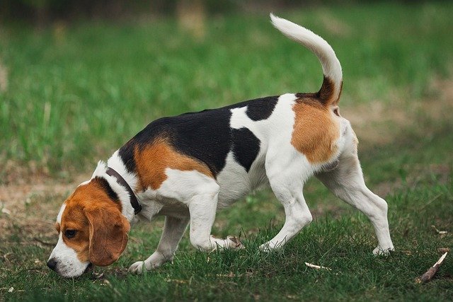 instinct de prédation comme le beagle
