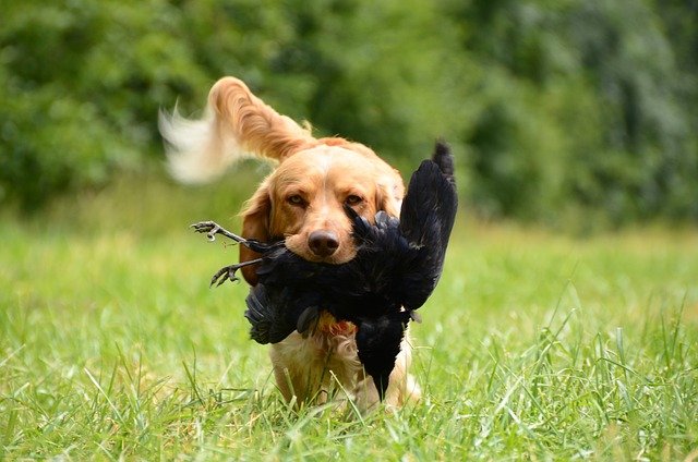 instinct de prédation du chien