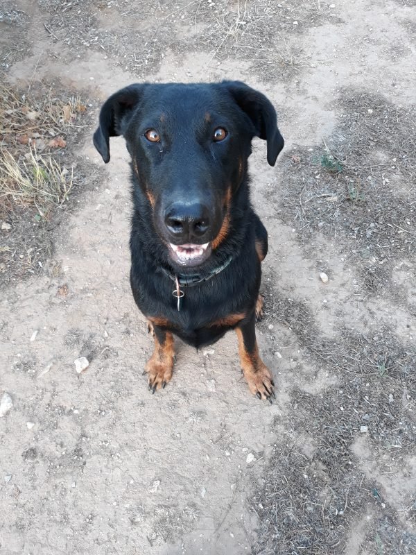 éducation de tous les chiens education du beauceron