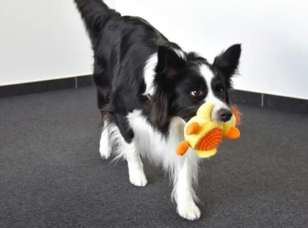 Jouet Ando canard jaune avec balle – Image 3