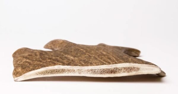 Bois de Daim pour chien – Image 2